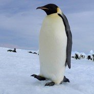 łowca pingwinów
